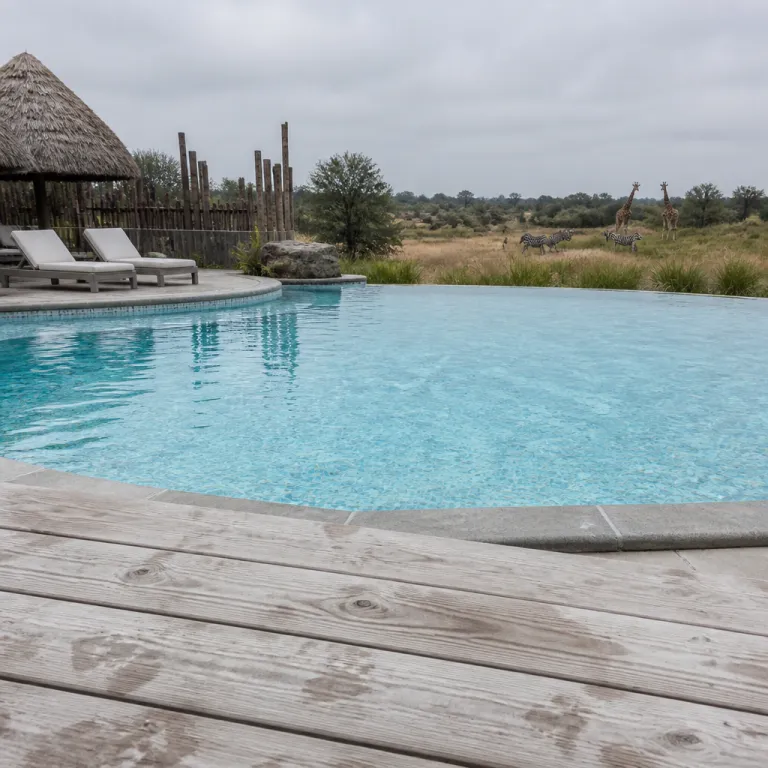 An elegant guide to the Disney Animal Kingdom Lodge pools and their wild views